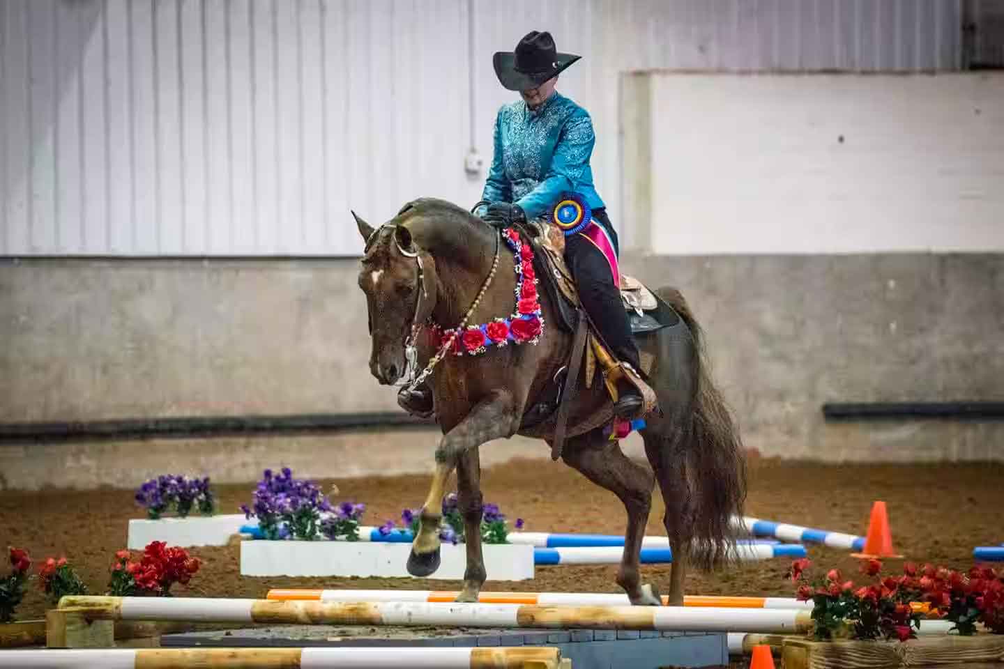 Morgan trail horse