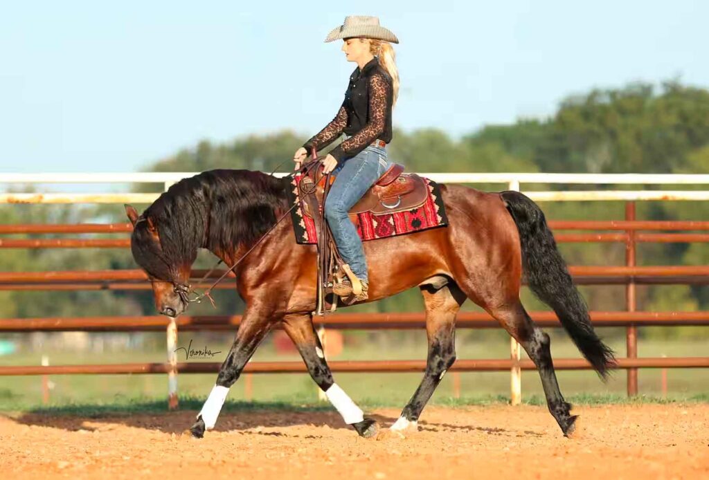 Morgan ranch horse
