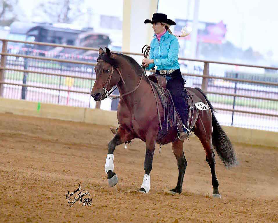 morgan-reiner-don-juan-2018 Morgan reining horse