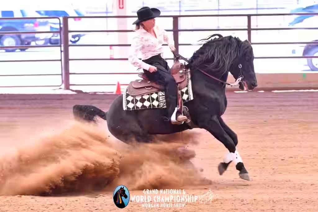 Morgan Reining Horse