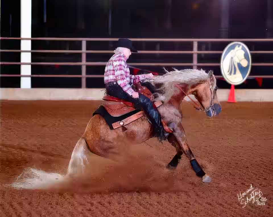 Morgan Reining Horse - W Nugget's Rebels Are We
