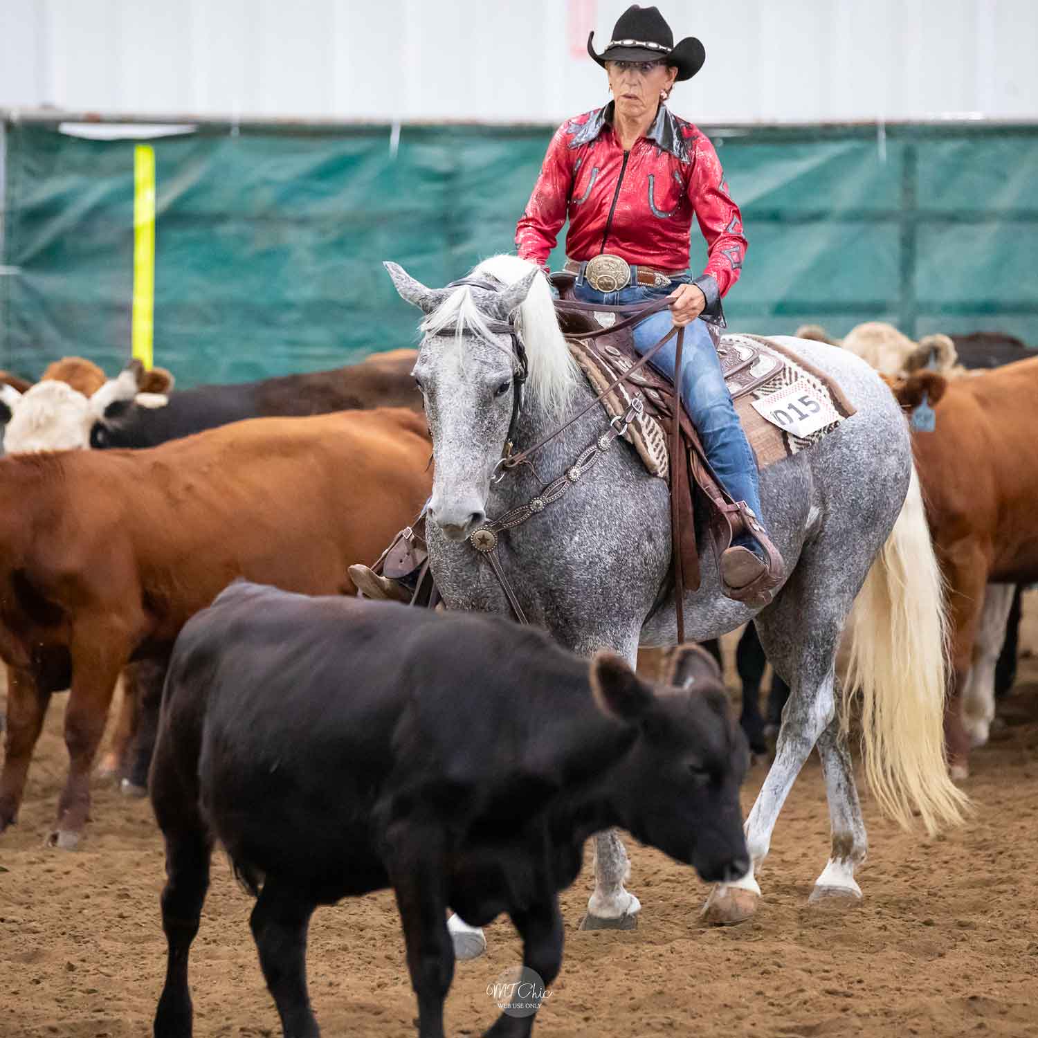 Morgan Cutting Horse