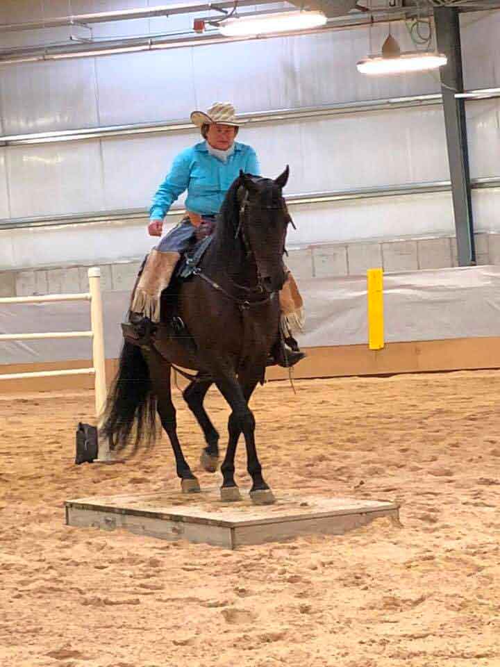 Morgan Ranch Trail Horse